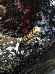 Stenoplax limaciformis