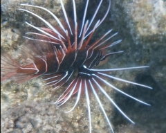 Pterois radiata