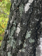 Flavopunctelia soredica