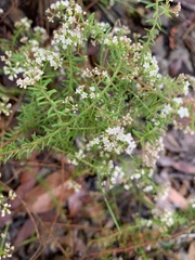 Platysace ericoides