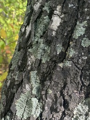 Flavopunctelia soredica