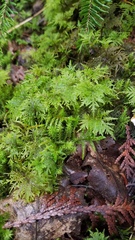 Hylocomium splendens