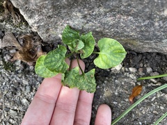 Viola reichenbachiana