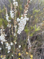 Epacris