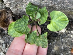 Viola reichenbachiana