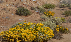 Atriplex lindleyi inflata