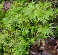 Hylocomium splendens