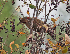Colaptes auratus luteus