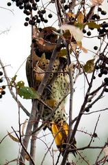 Colaptes auratus luteus