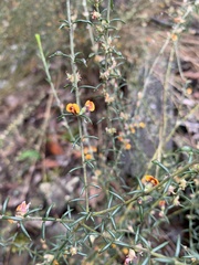 Mirbelia pungens