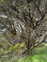 Eucalyptus cneorifolia
