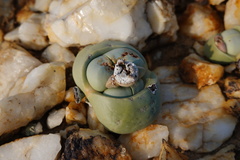 Argyroderma pearsonii