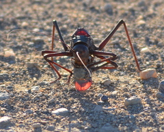 Acanthoplus longipes