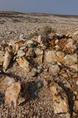 Argyroderma pearsonii