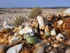 Argyroderma pearsonii