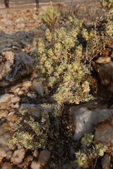 Atriplex lindleyi inflata