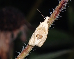 Aethes angustana