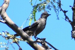Phainopepla nitens