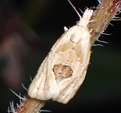 Aethes angustana