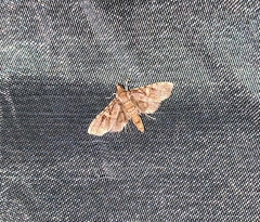 Nacoleia