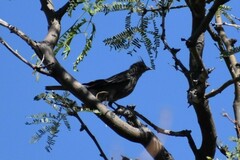 Phainopepla nitens