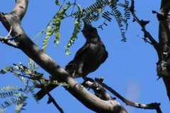 Phainopepla nitens