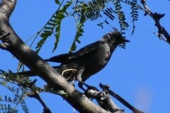 Phainopepla nitens