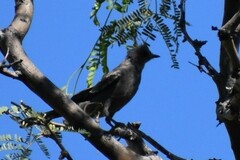Phainopepla nitens