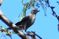 Phainopepla nitens