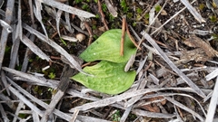 Eriochilus collinus sericeus