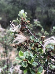 Calliandra eriophylla