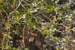 Berkheya fruticosa
