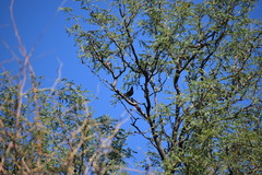 Phainopepla nitens