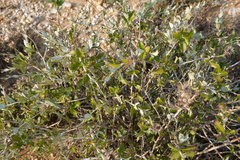 Berkheya fruticosa