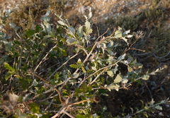 Berkheya fruticosa