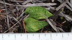 Eriochilus collinus sericeus