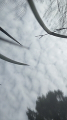 Eriochilus collinus sericeus