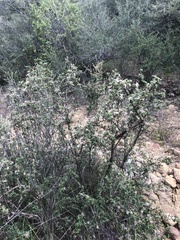 Calliandra eriophylla