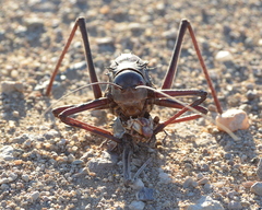 Acanthoplus longipes