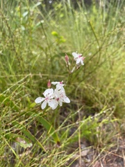 Burchardia umbellata
