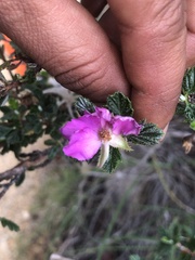 Calliandra eriophylla