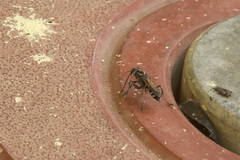 Liris subtessellatus