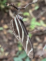 Heliconius charithonia vazquezae