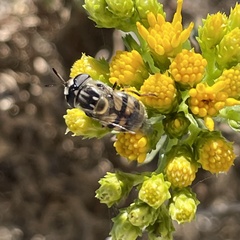 Copestylum marginatum