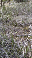 Eriochilus collinus sericeus