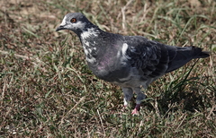 Columba livia domestica