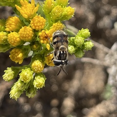 Copestylum marginatum