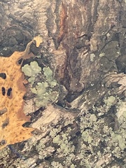 Flavopunctelia soredica