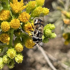 Copestylum marginatum