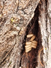 Pseudomantis albofimbriata